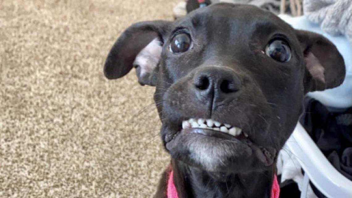 “I couldn’t get myself to leave without her that day,” Anna’s owner in Oklahoma said.