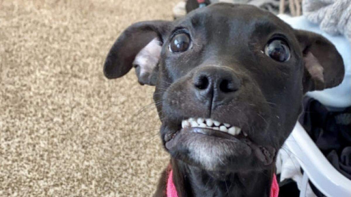 “I couldn’t get myself to leave without her that day,” Anna’s owner in Oklahoma said.