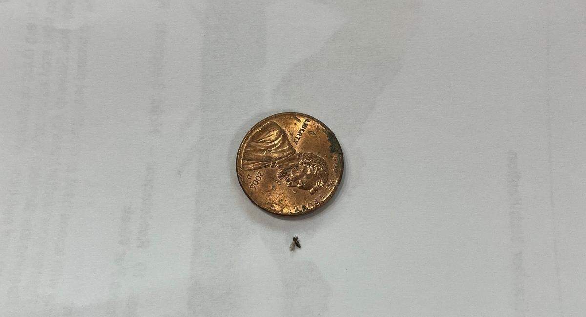 Here’s the size of a hackberry phylliad. The insects may be gathering on your screens this time of year.