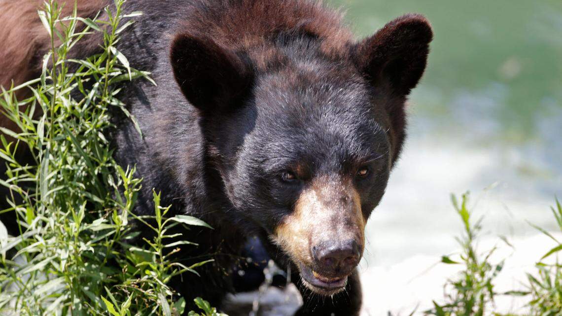 A black bear (not the one in this photo) attacked a woman while she was walking her dog in Leavenworth, Washington, on Oct. 22, 2022, authorities said. The woman fought the bear off of her.