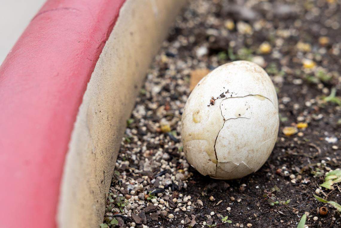Broken Canada geese eggs could be seen in a planter at the Independence Center mall on Tuesday, April 28, after a person reportedly smashed them with a hammer.