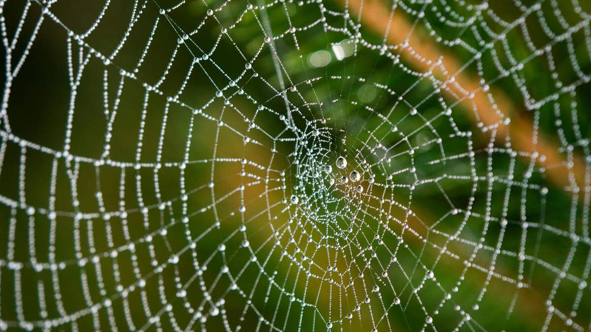 A fossil of a spider-like creature was discovered in Illinois’ Mazon Creek after 308 million years.