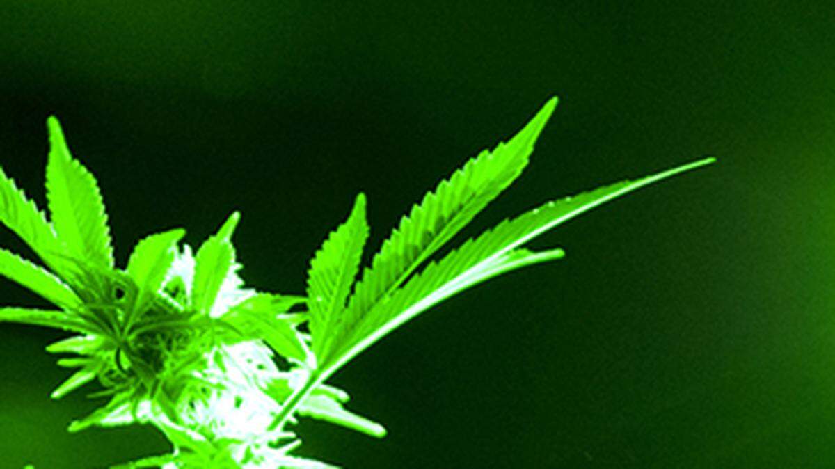 In this May 20, 2019, file photo, marijuana plants sit in a grow room under green lights that are used to not wake the plants during their night cycle (AP Photo/Richard Vogel, File)