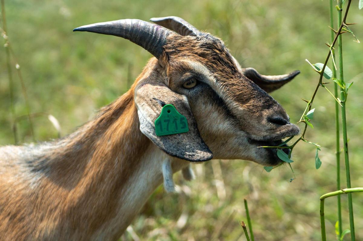 “The goats naturally prefer weeds and a lot of the species that we consider to be nuisances over grass,” said Margaret Chamas, owner of the Goats on the Go Kansas City affiliate.