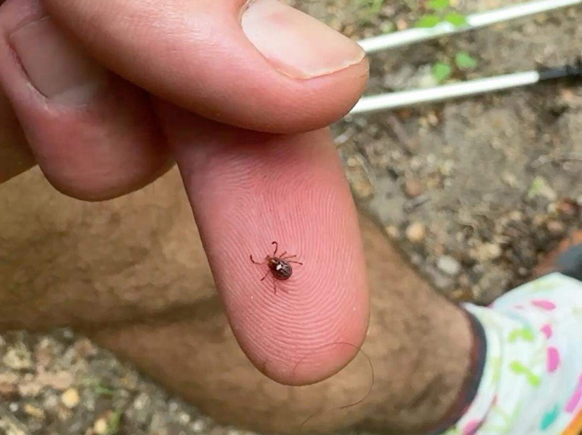 Beissinger had to pull more than a hundred ticks off his body on the hike.
