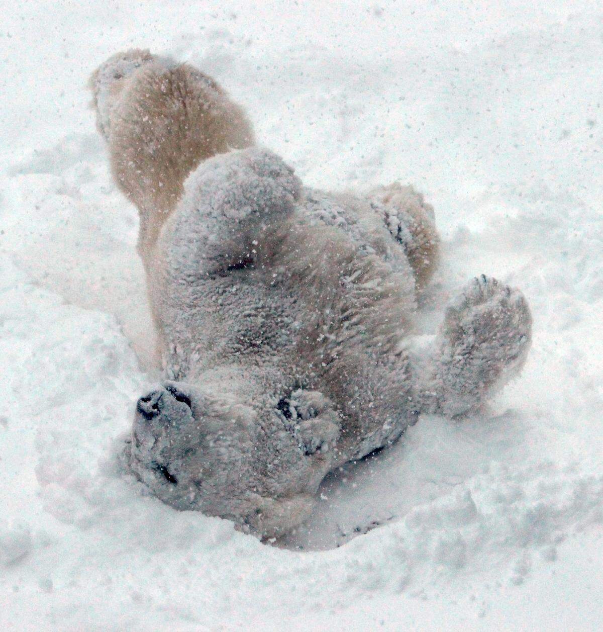 Berlin, a polar bear