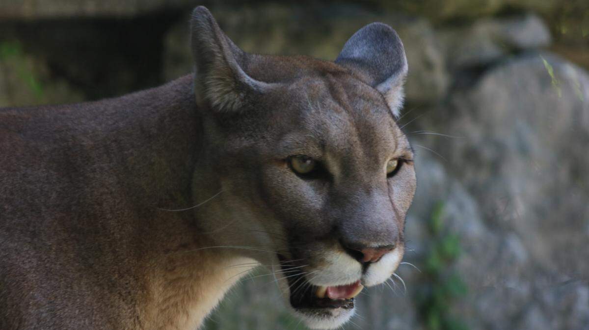 File photo of a mountain lion. A young child was attacked by a mountain lion in Southern California.