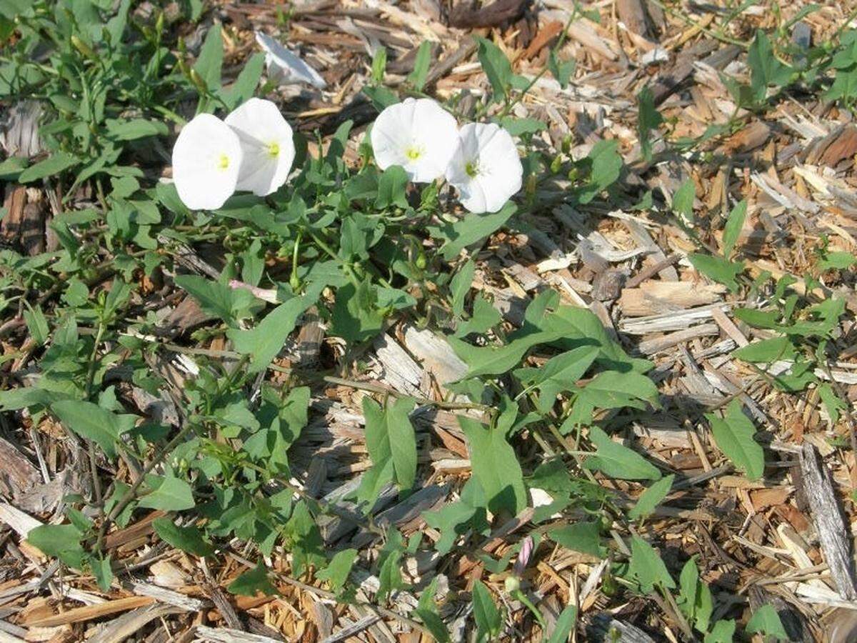 Bindweed in the garden.