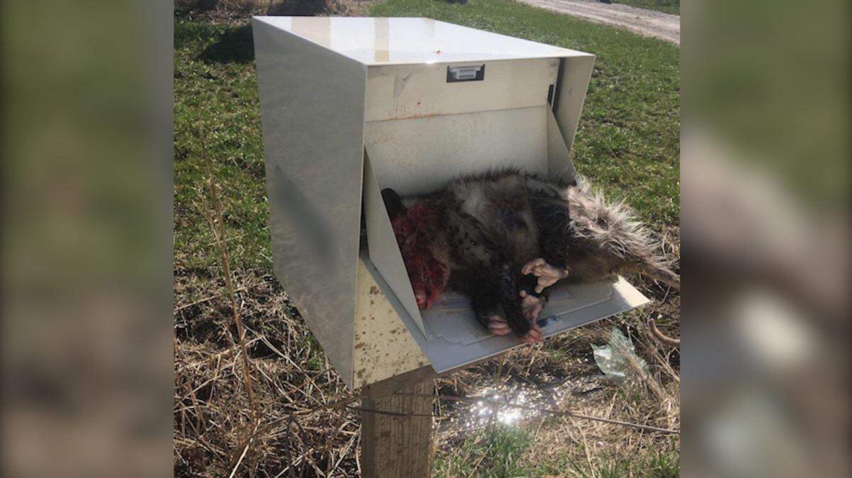 An opossum was found inside a mailbox on South Bennett Road near Freeman, Mo., last Friday. One day later, another dead animal was found inside another mailbox.
