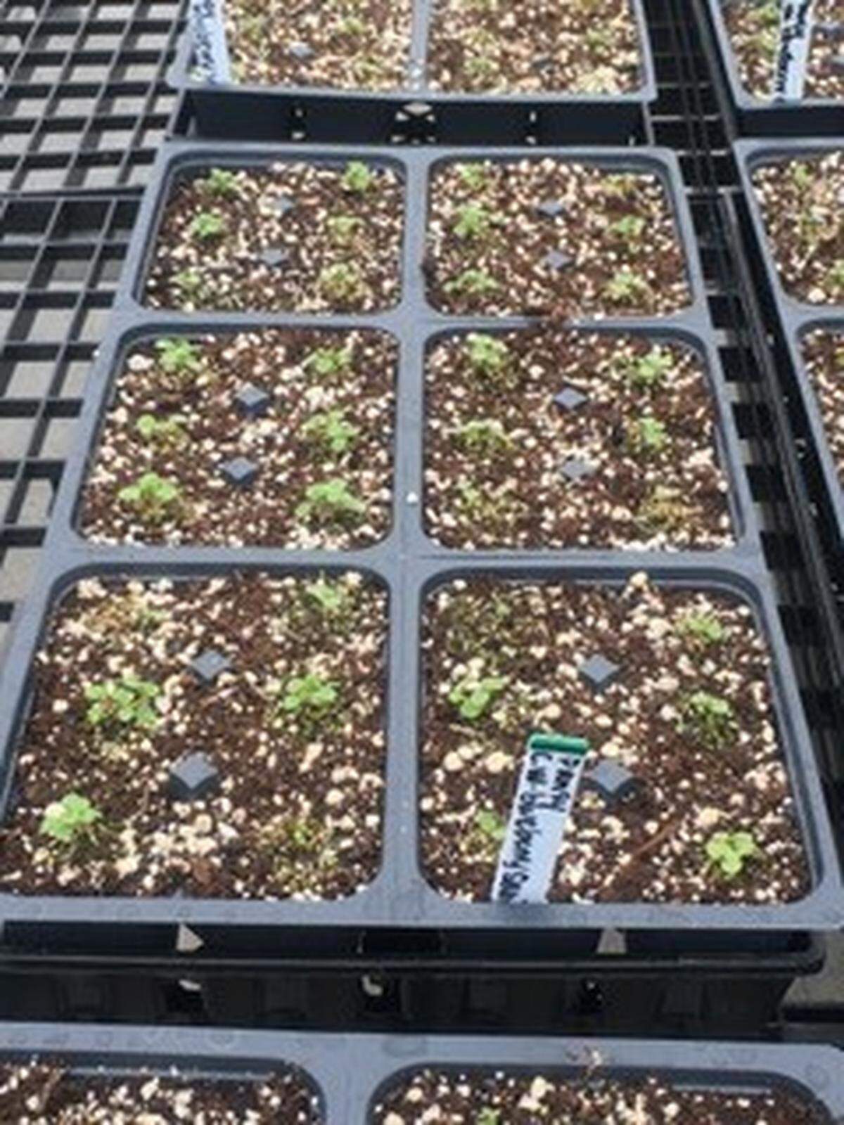 Monet seeds start best when in the greenhouse. They will need to be carefully transplanted.