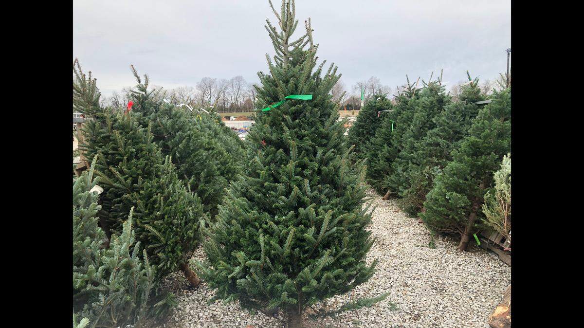Sherry considered an artificial tree this year. Then she walked down the aisle of a real-tree lot.