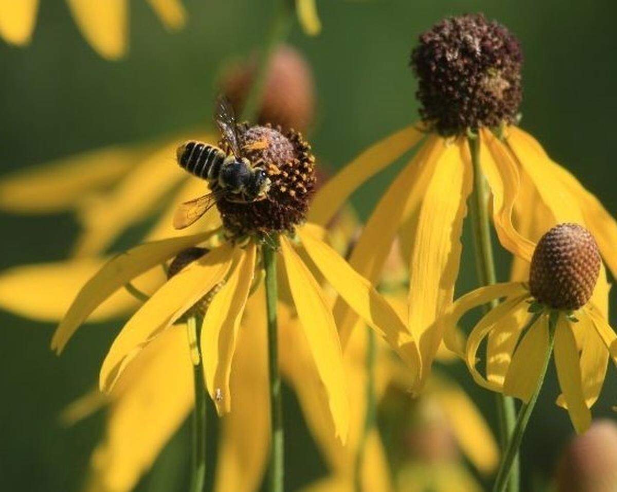Our bees need all the help they can get from us, so think twice before using an insecticide.
