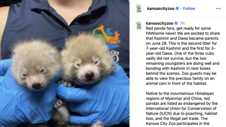 Kansas City Zoo welcomes two new furry babies. Who are they?