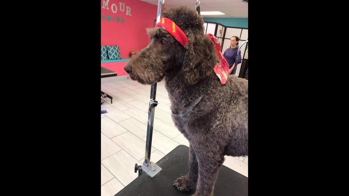 In Kansas City, even dogs wear Patrick Mahomes’ iconic hairstyle. This pup was groomed for the Super Bowl last year at Glamour Grooming in Shawnee.