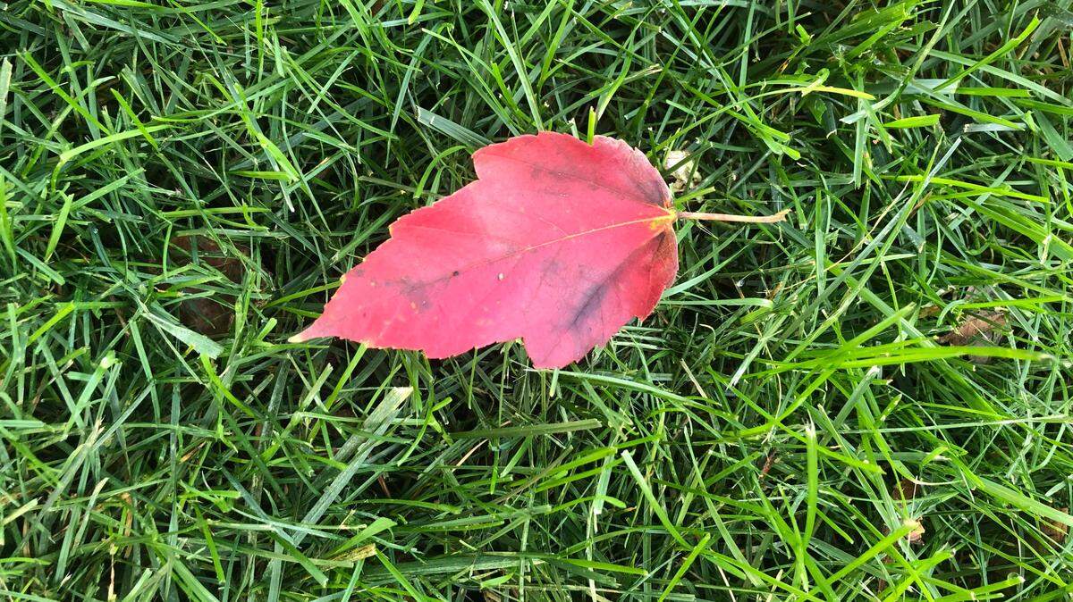 Oh, how lovely are those first autumn leaves to fall in the Midwest.