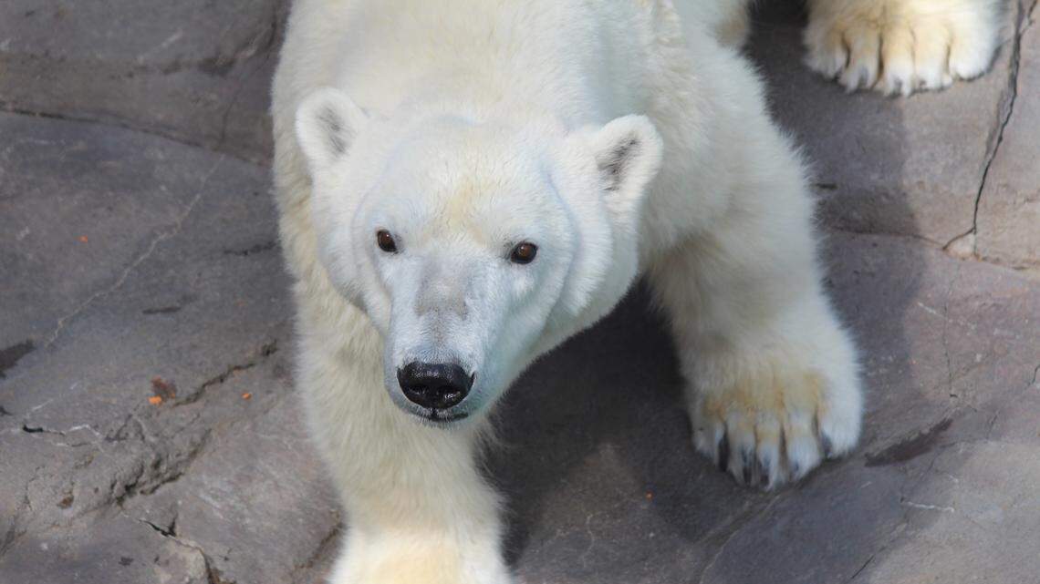 Bam Bam, a 30-year-old female polar bear, is coming to the Kansas City Zoo next month from the Henry Doorly Zoo in Omaha.