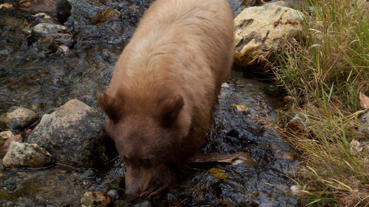 This is just the kind of bear Sherry Kuehl is hoping not to bump into on vacation in Lake Tahoe.