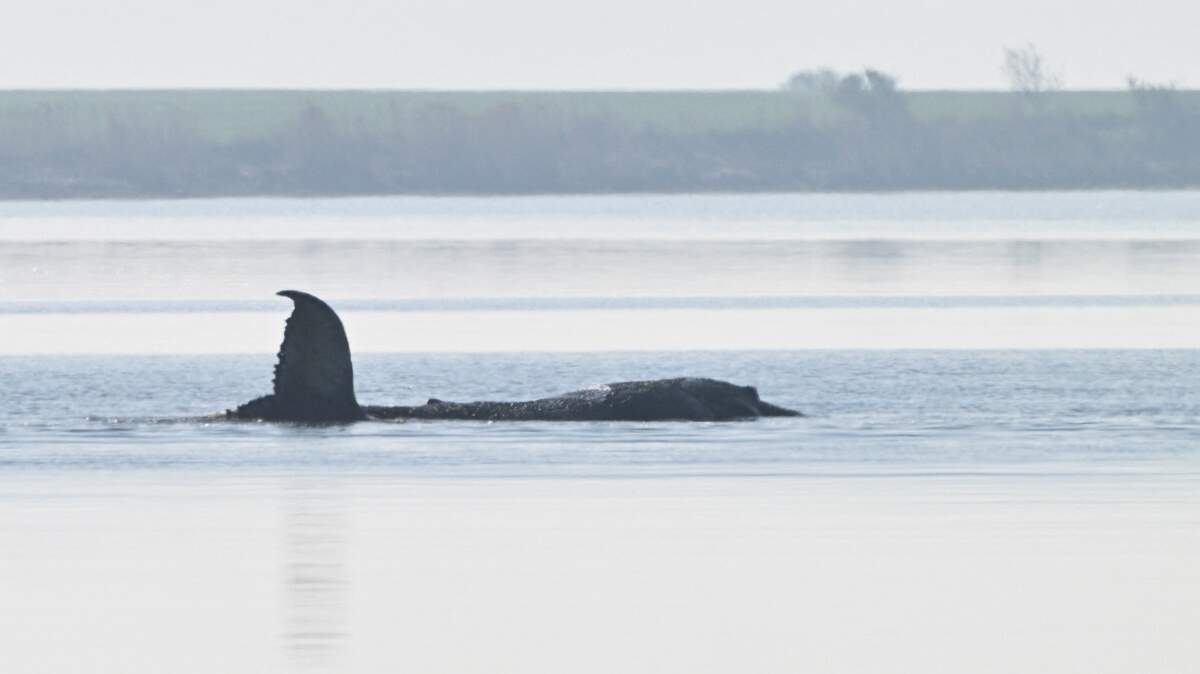 Donors Fund Dramatic Plan to Save Timmy the Whale in Germany