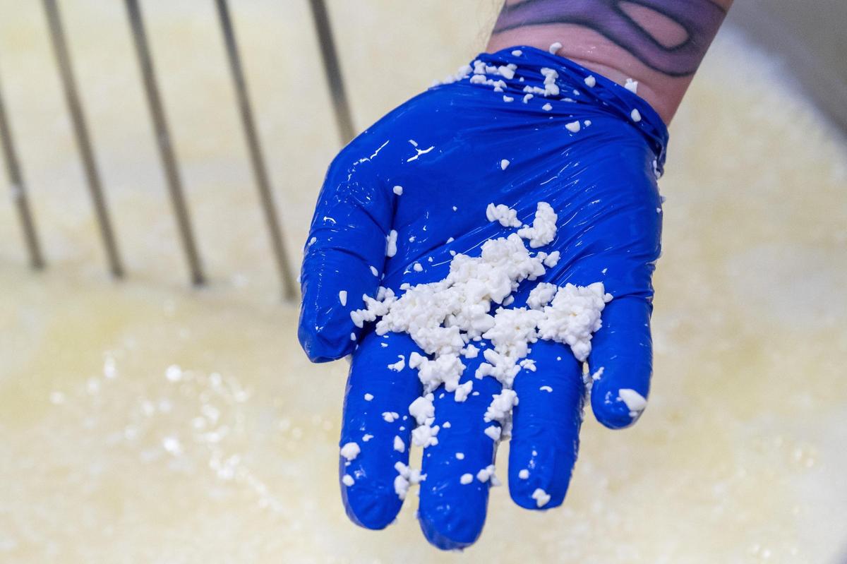 A cheesemaker grabs a handful of curds to check how well they’re “knitting” together. The sheep’s milk, from Green Dirt Farm, is warmed until it begins to curdle. Once warm enough, the now curds and whey, are dumped into a large vat to further the process,