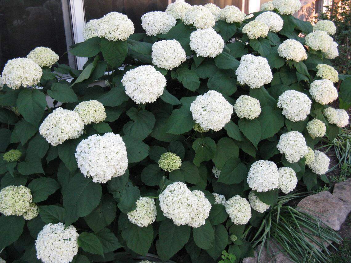 Smooth hydrangea, known by the popular variety Annabelle, should be cut back in the spring.