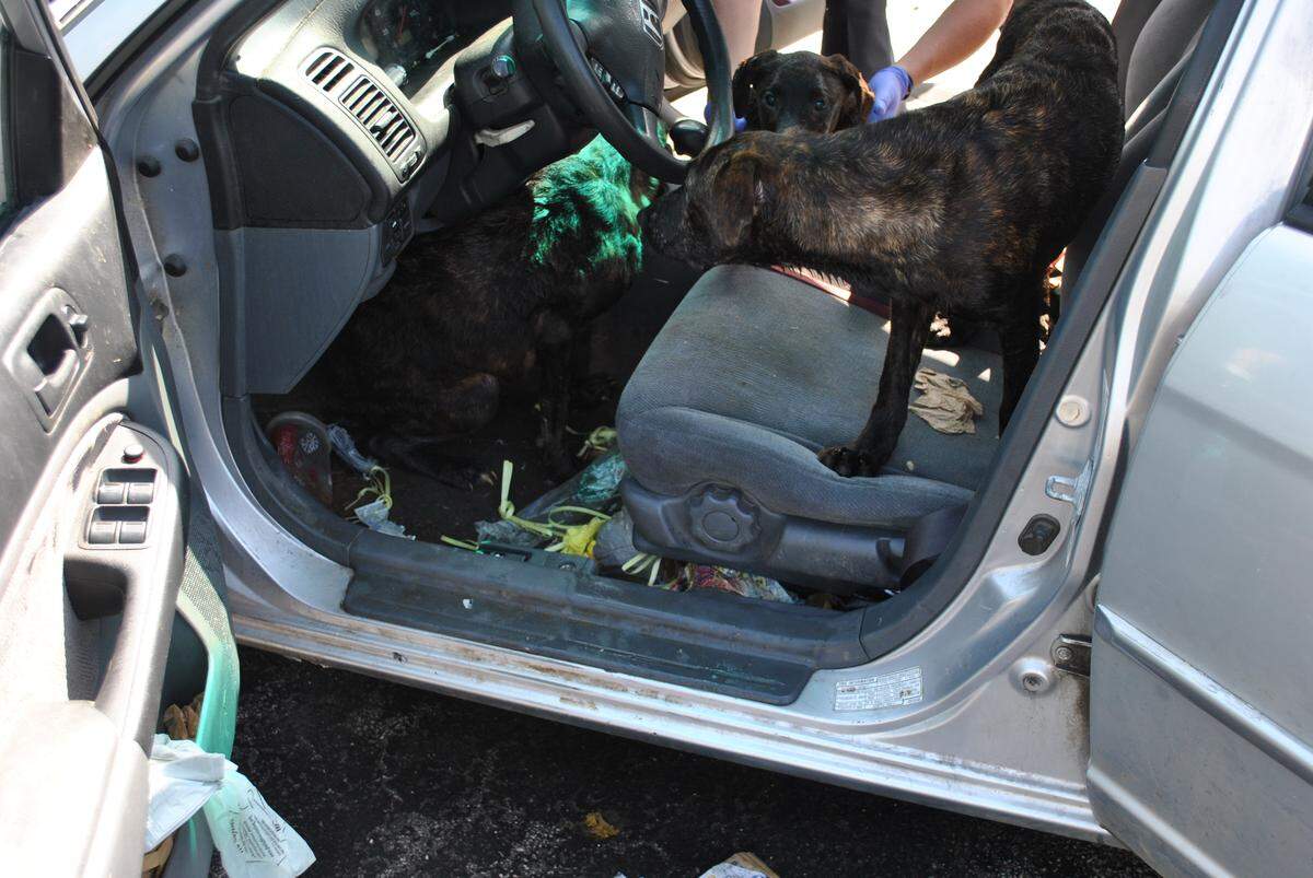 A worker called Ellisville, Missouri, police early Tuesday, May 22, 2018 after finding 13 dogs trapped inside a "fogged up" car parked in the back lot of a distribution service center.