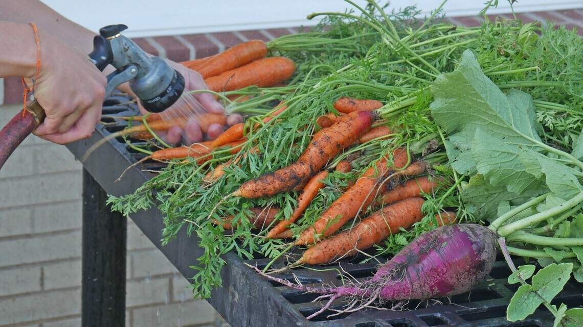What veggies can grow in a partially shaded spot? Meet a handful that might produce