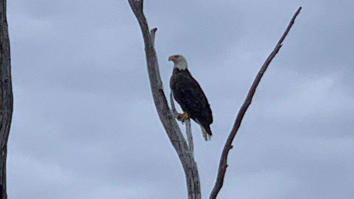 Kit Lueg, a tournament bass angler, was fishing Truman Lake recently and had several encounters with bald eagles while on the water.