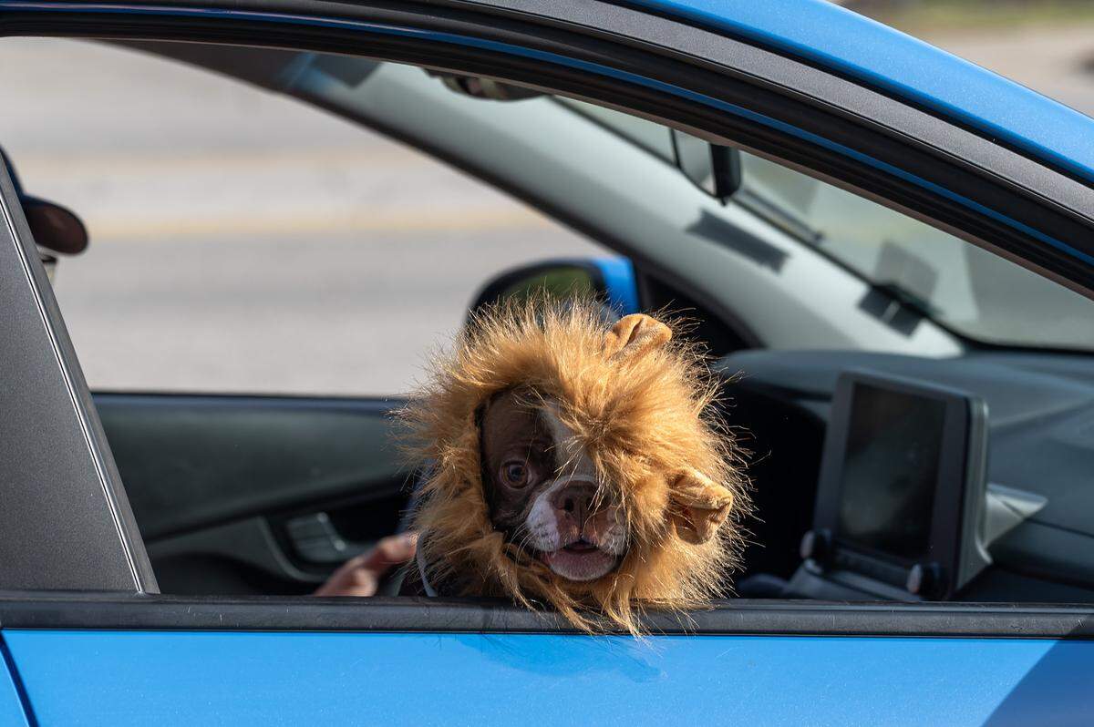 A dog, dressed as a lion, pops its head out of a car as it drives away from Russell Stover's headquarters after receiving candy during the company's annual Halloween giveaway on Friday, Oct. 31, 2025, in Kansas City.