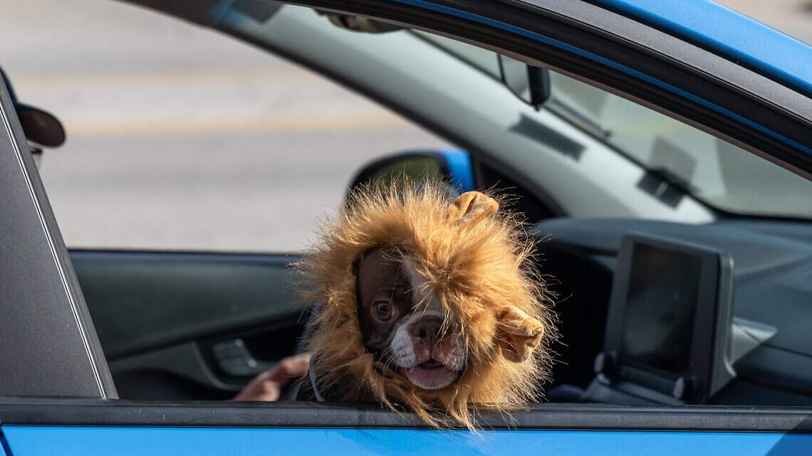 Is it legal to drive with a pet in your lap in Kansas and Missouri? See the laws