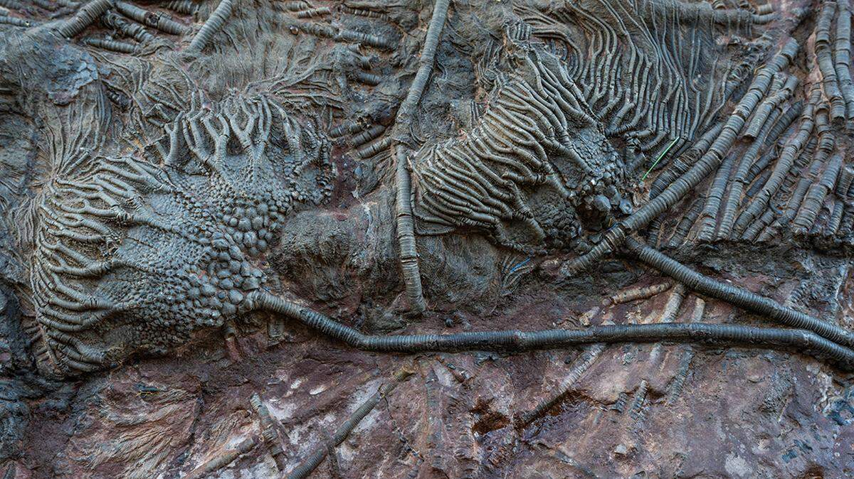 Crinoids, also known as “sea lilies,” grew “in great profusion, probably resembling an undersea garden.”
