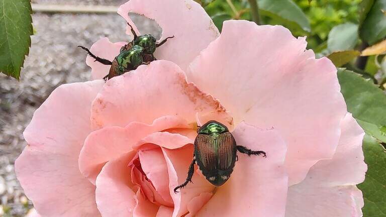 The Japanese beetles are back in town: Here’s how to protect our roses, other plants