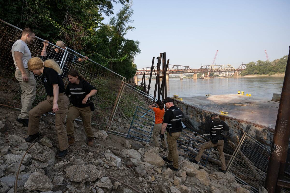 Members of KC Pet Project’s Animal Services Division and goat farmer Margaret Chamas, center, climb the banks of the Missouri River at Riverfront Park Wednesday to round up rogue goats that have been roaming the park.