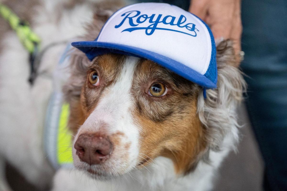A dog named Athena sports a Royals hat during Bark at the Park at an MLB game between the Kansas City Royals and the Baltimore Orioles on Friday, April 4, 2025, at Kauffman Stadium.
