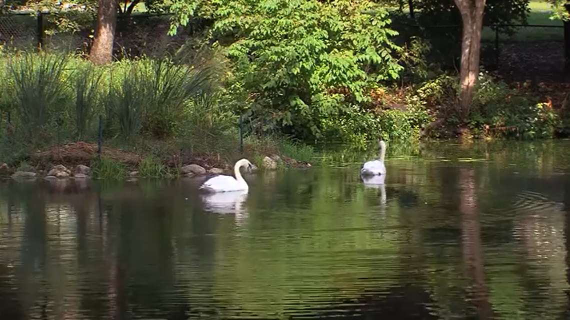 Iowa State University has had a pair of swans “Lancelot” and “Elaine” since 1935. One swan from the most recent pair died and will likely be replaced, the school said.