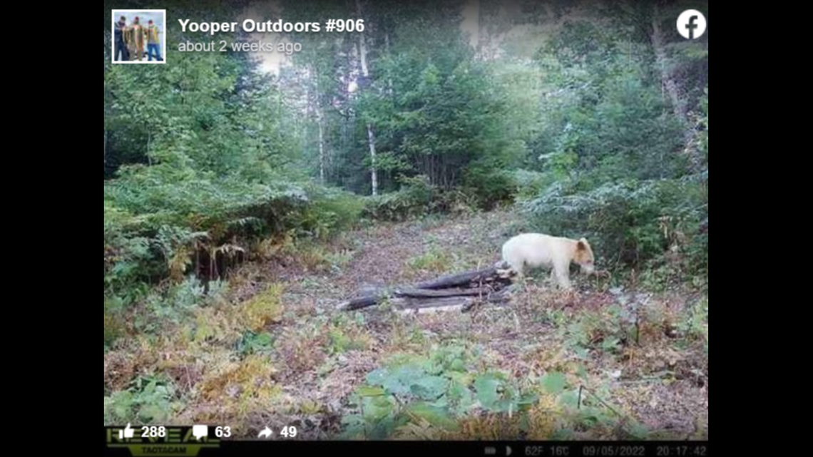 A white black bear, sometimes called a “spirit bear,” was spotted in the Michigan woods, trail camera photos show.