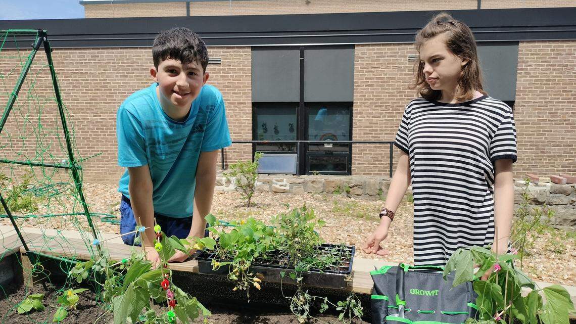 Lee’s Summit High School students plant vegetable plants in their high school garden bed.