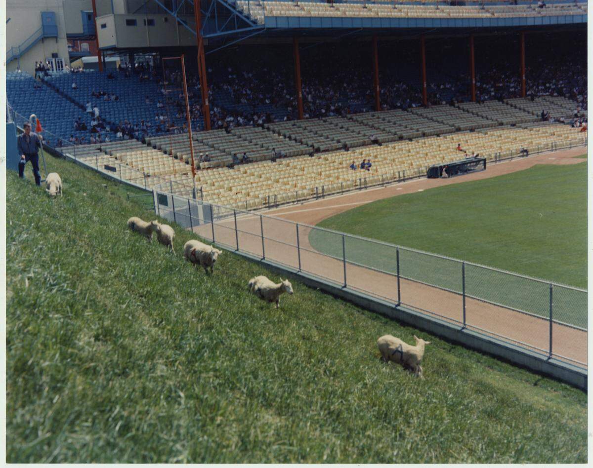 Charlie O. Finley had green-and-gold-dyed sheep grazing in the outfield.