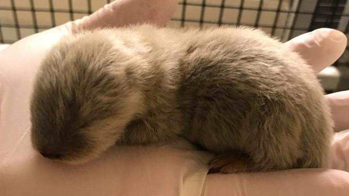This female Asian small-clawed otter was born March 18 at the Kansas City Zoo.
