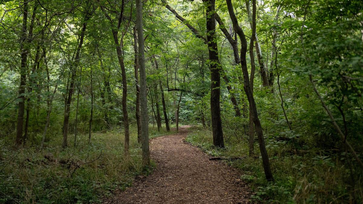 A thick canopy of deciduous trees covers a section of the Old Kate Trail at the Parkville Nature Sanctuary in Parkville, Mo.
