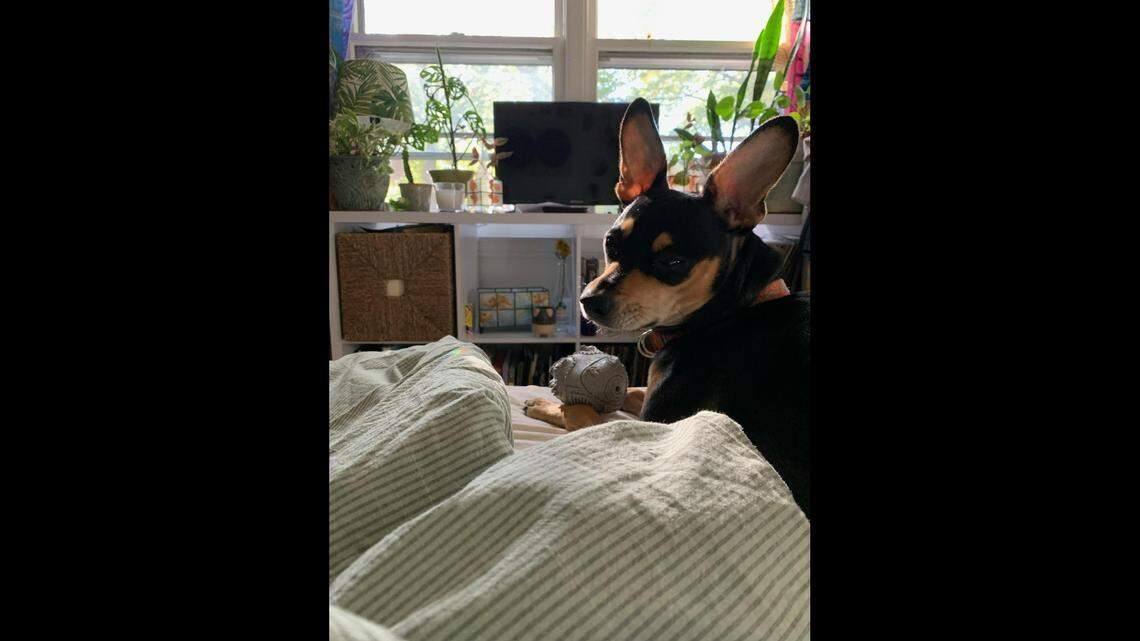 Who on earth can get by only on good looks? This household menace, that’s who