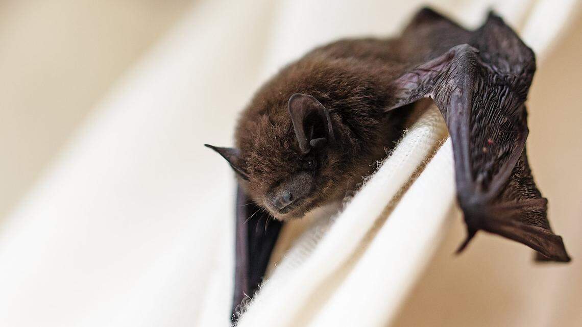 Rabid bat found in basement of Lexington home. Health department urges caution
