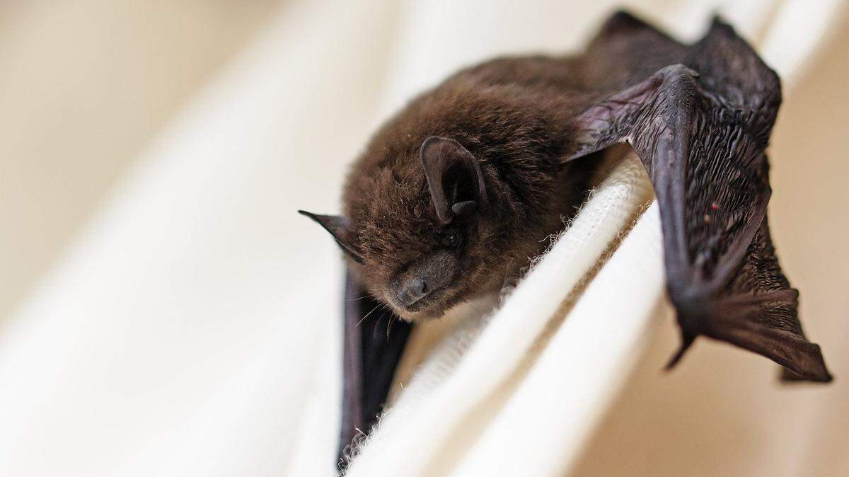 The Lexington-Fayette County Health Department is advising residents to make sure their pets are vaccinated for rabies, after a rabid bat was found in the county.