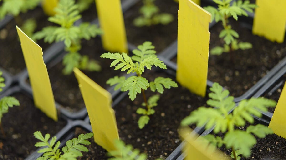 Plants growing in a garden. (Photo by Clemens Bilan/Getty Images)