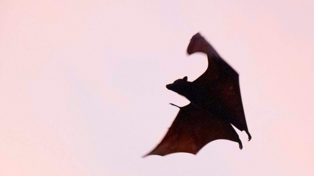 Chicago concertgoers may have been exposed to potentially rabid bats, Chicago health officials said.