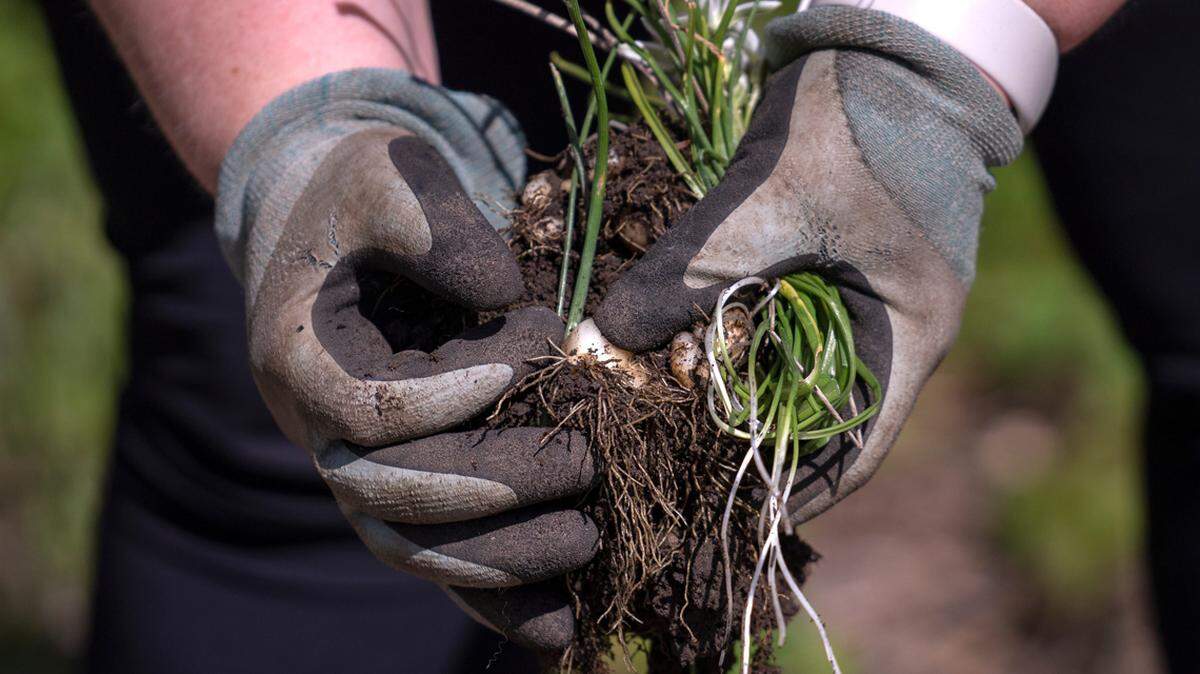 These scourges on our ecosystem don’t need a bigger head start.