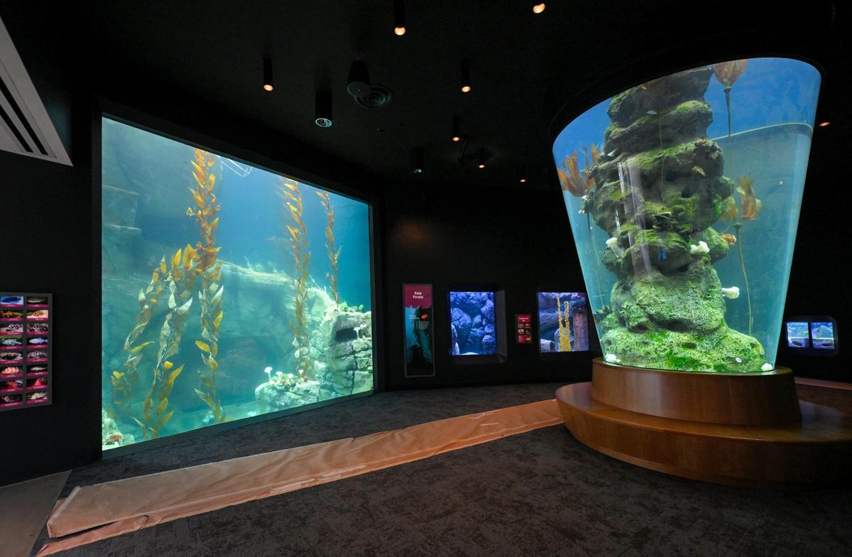 The Sobela Ocean Aquarium, with this kelp forest exhibit, will open Sept. 1 at the Kansas City Zoo & Aquarium.