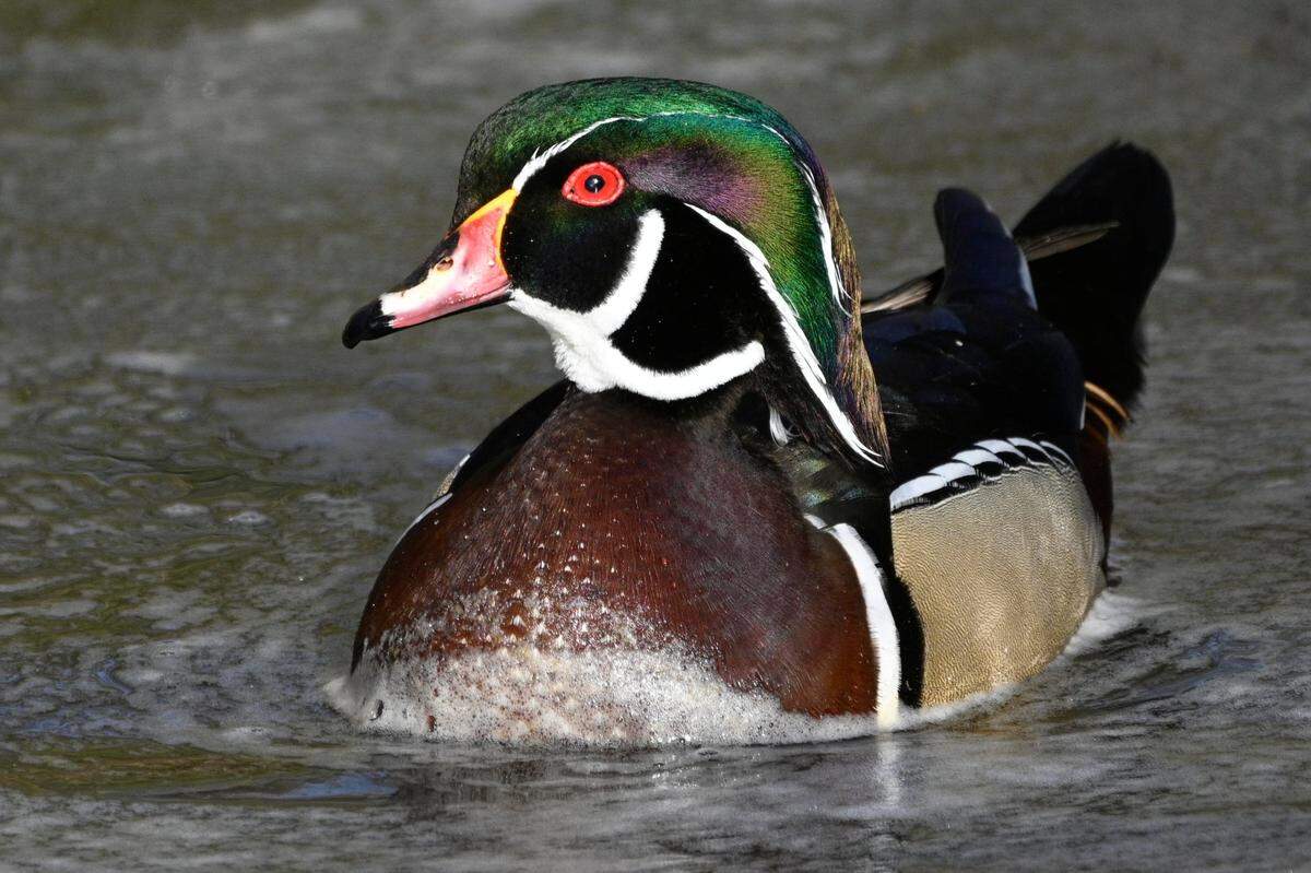 Wood ducks visit the KC area in springtime to mate and hatch their babies, then head south again in the fall. This one was photographed in a creek in Overland Park.