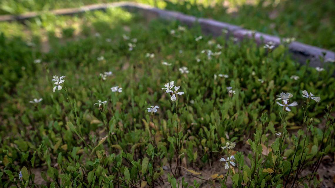 How to Get Rid of Weeds Naturally Without Using Harsh Chemicals in Your Yard