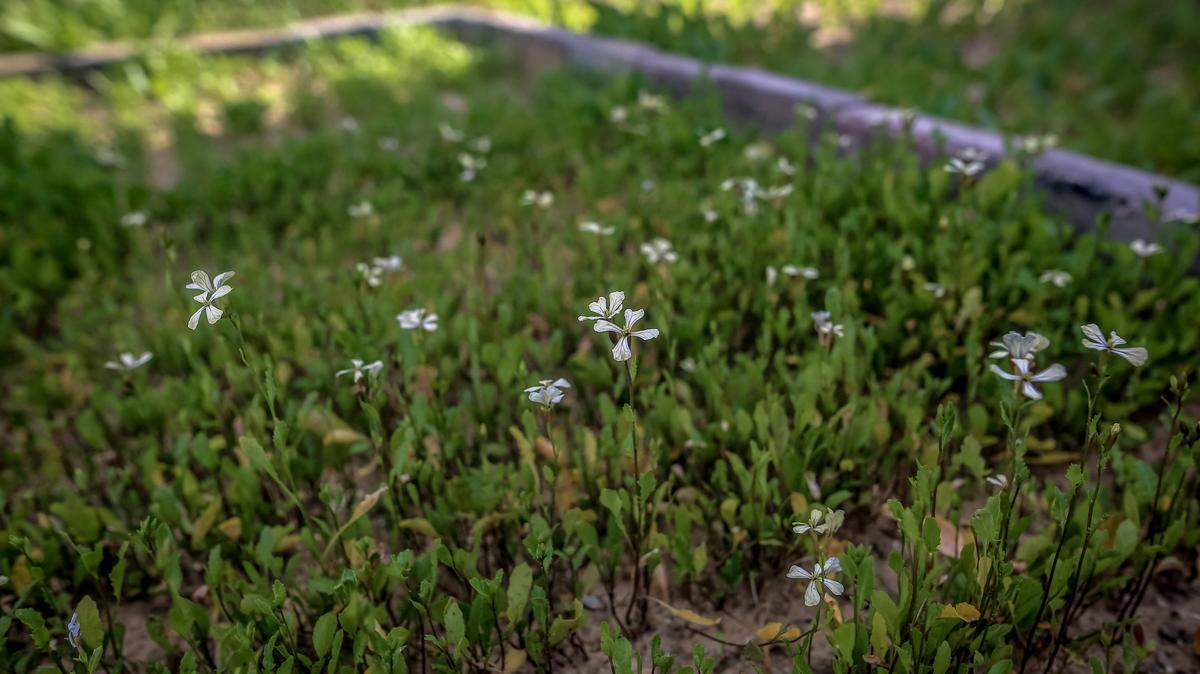 Flowers in garden. (Photo by Saeed Jaras / Middle East Images / AFP via Getty Images)