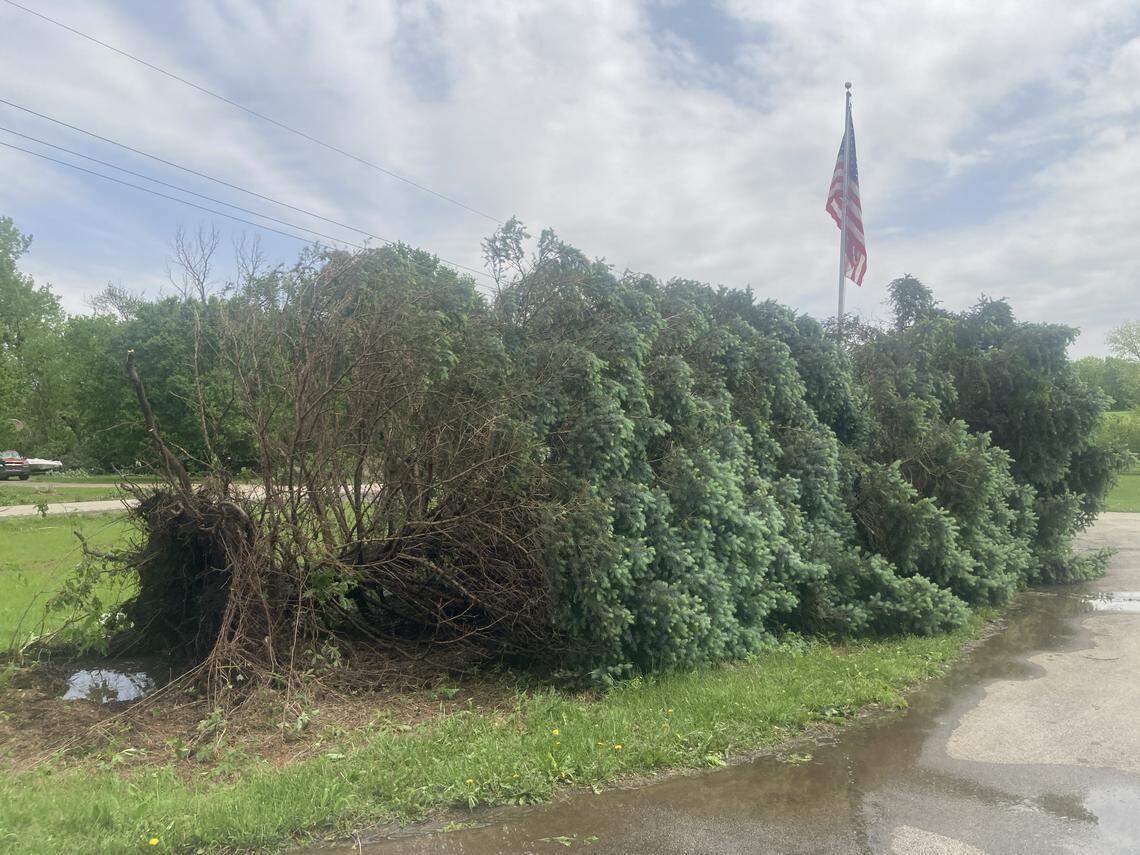 Blue spruce trees planted 41 years ago on Marla Burvee’s property on West 207th Street in Spring Hill, Kansas, were torn from their roots in a severe thunder and lightning storm on Monday, April 27, 2026.